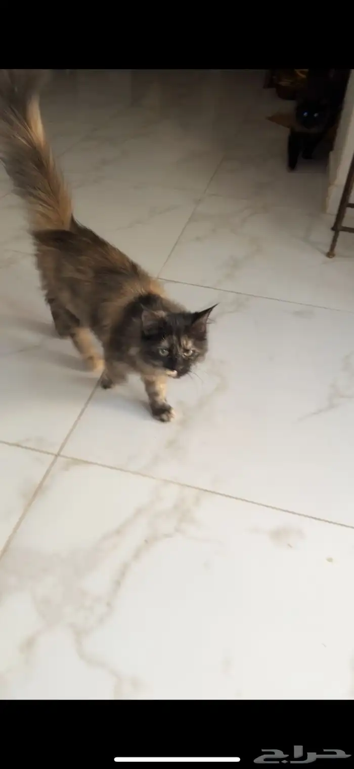 لدي قطط لتبني في الرياض اعمار 4 الى 5 شهور تقريبا  إناث 2