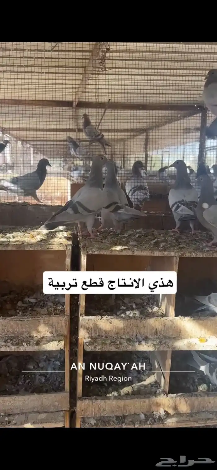 حمام سلفر سوبر جامبو 17