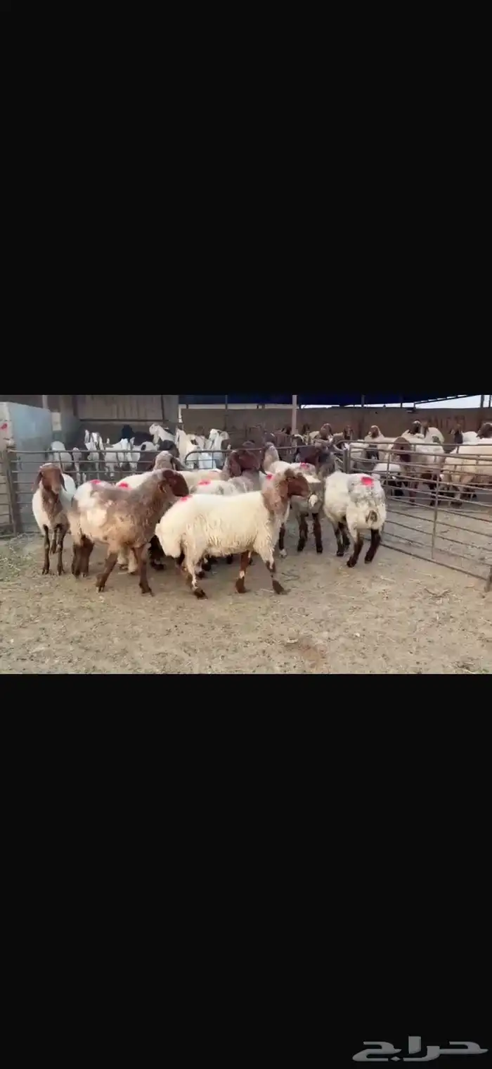 للبيع غنم فاخره وشرط الدفيع العدد 10 10