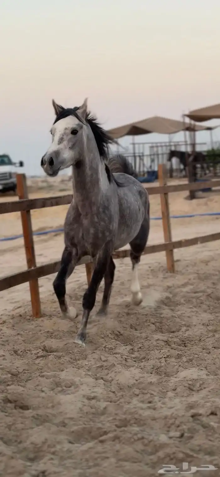 مهر شعبي معسوف 1