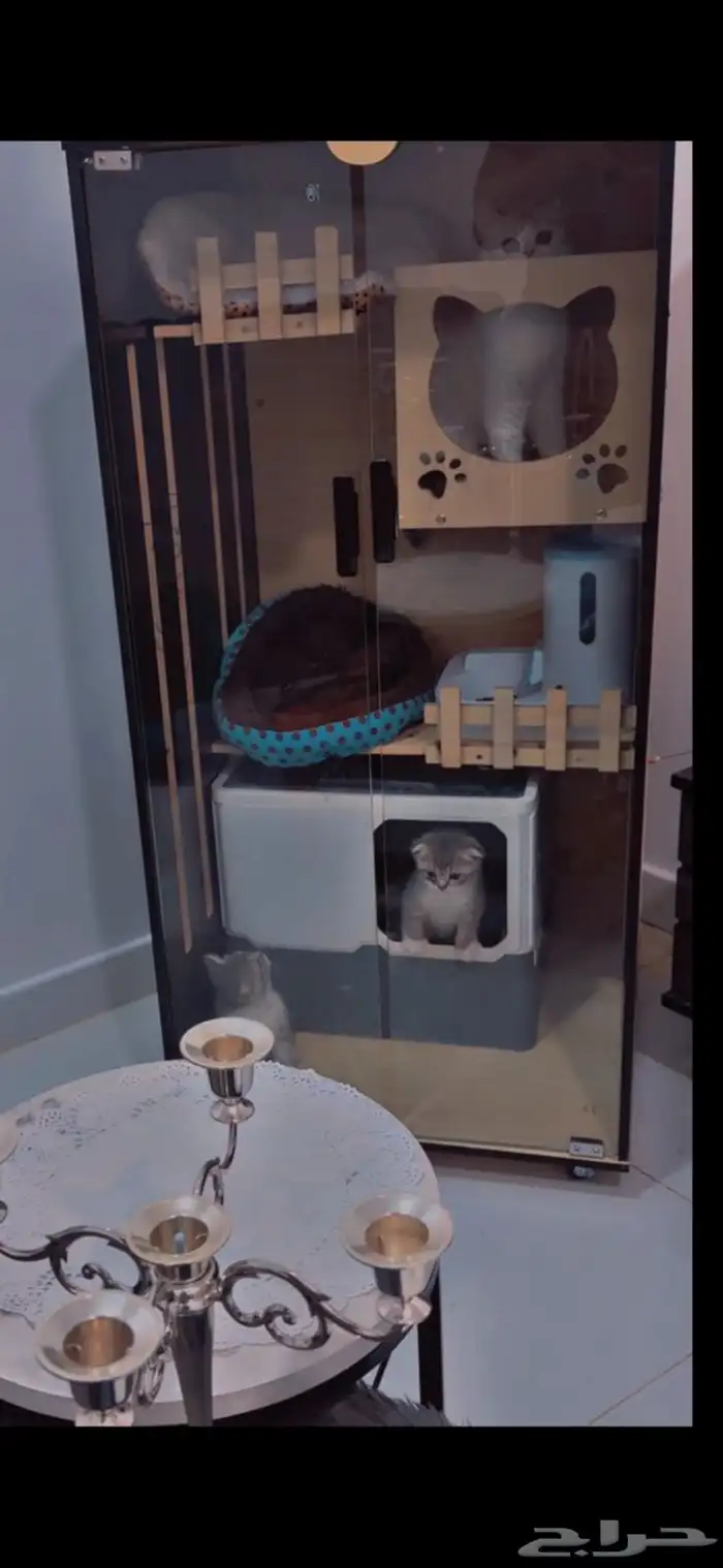 قط سكوتش ستريت مع دولابها الخاص 4