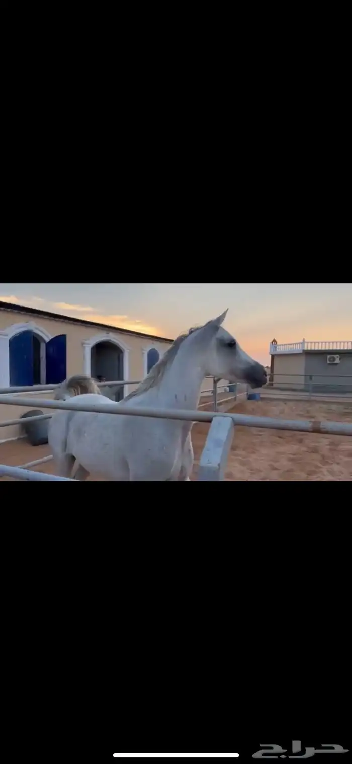 فرس عربيه بأوراق ولقاح ونسبها طيب 5