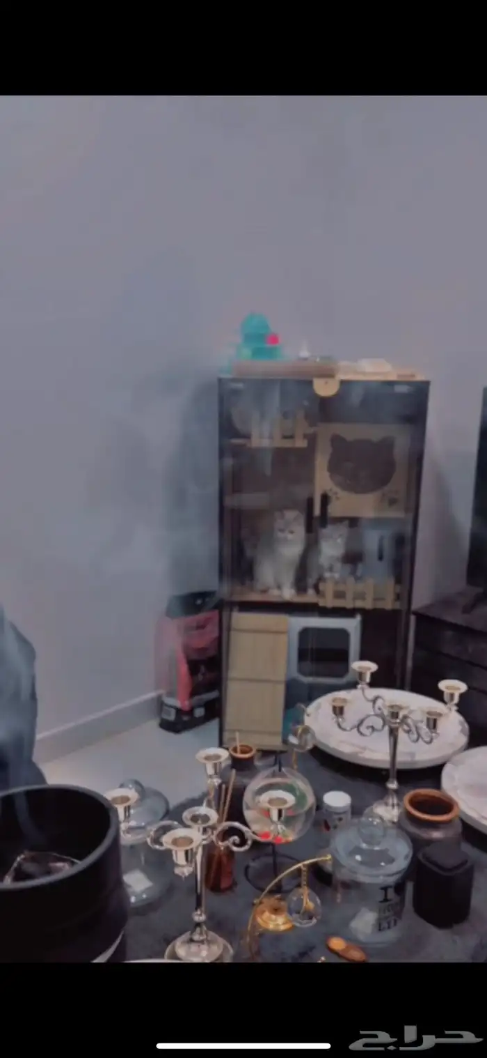 قط سكوتش ستريت مع دولابها الخاص 6