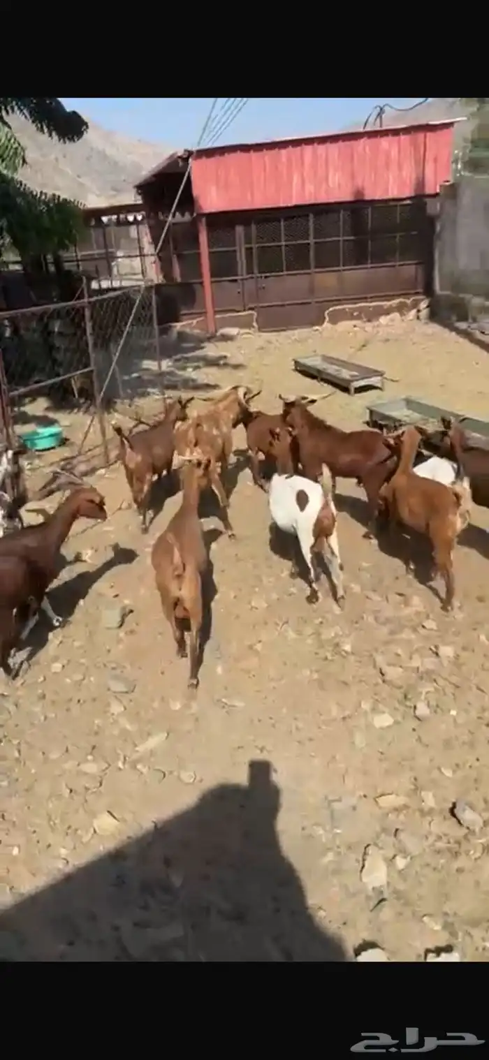 ماعز دهم دفيع مبينه 6