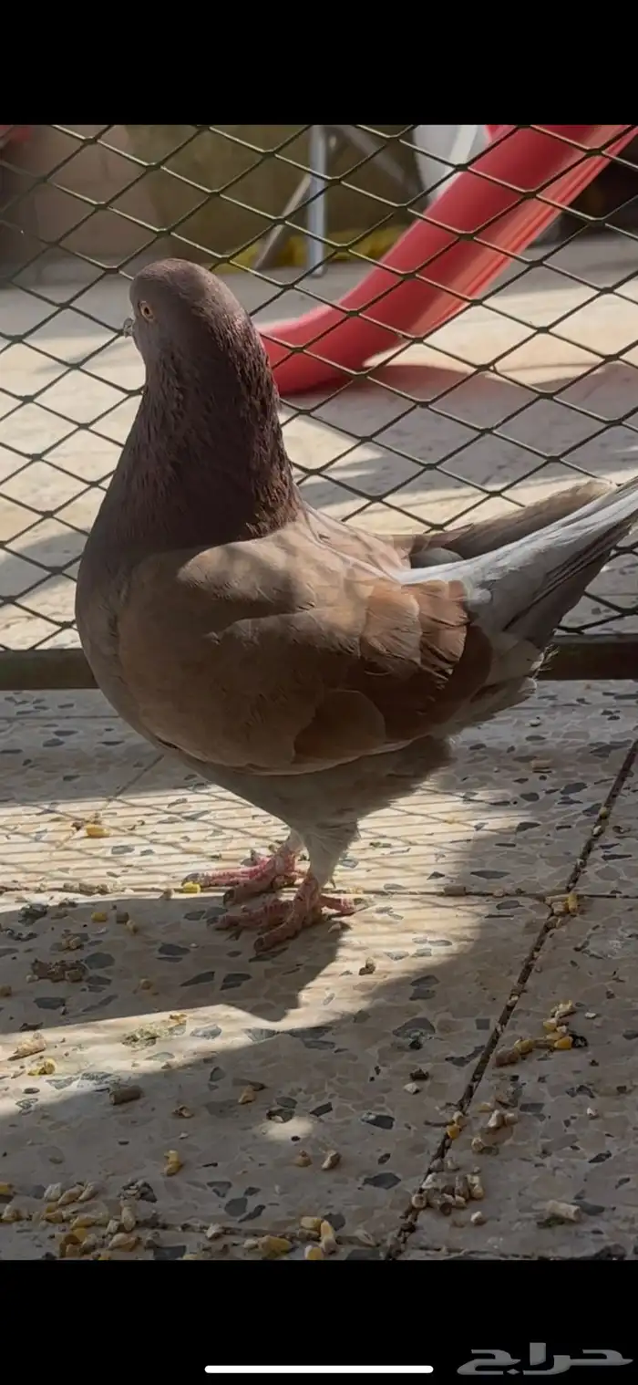 ازواج حمام كنق منتجه بسعر مناسب 4