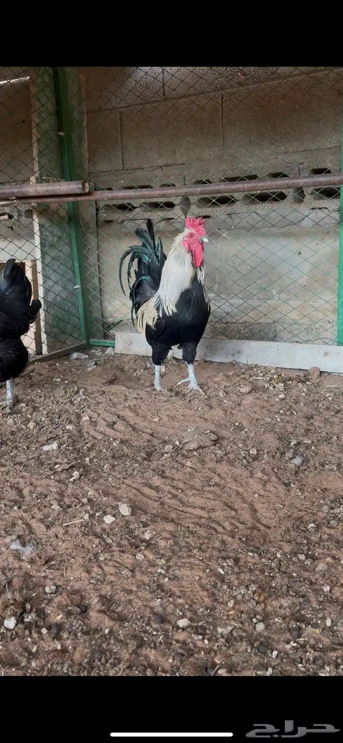 للبيع ديك بلدي 0