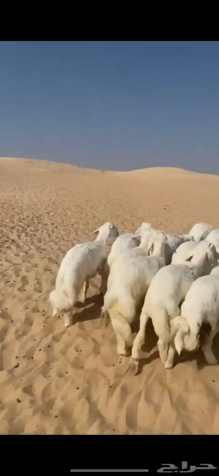 خرفان حريات 1