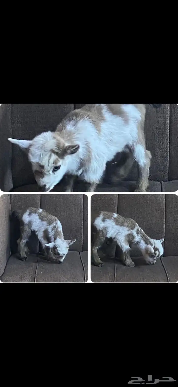 جفرة قزمية للأطفال والمخيمات معرفة 0