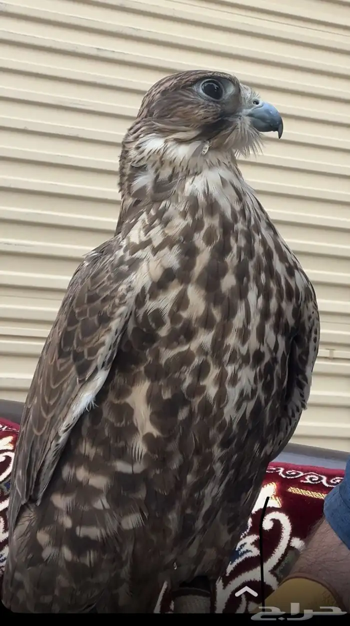 حر اصيل عرض 17 في طول 17 العمر 0