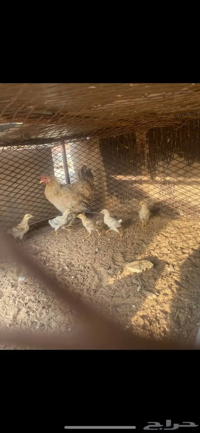 دجاجه بلديه مفرخه 0