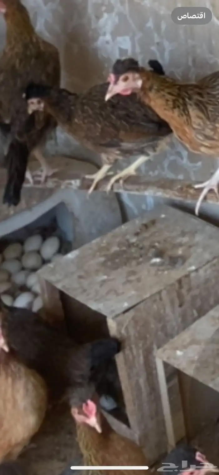 دجاج ترثه فاخره من حلال ابوفهد القحطاني وابوسا ر ه المزا 3