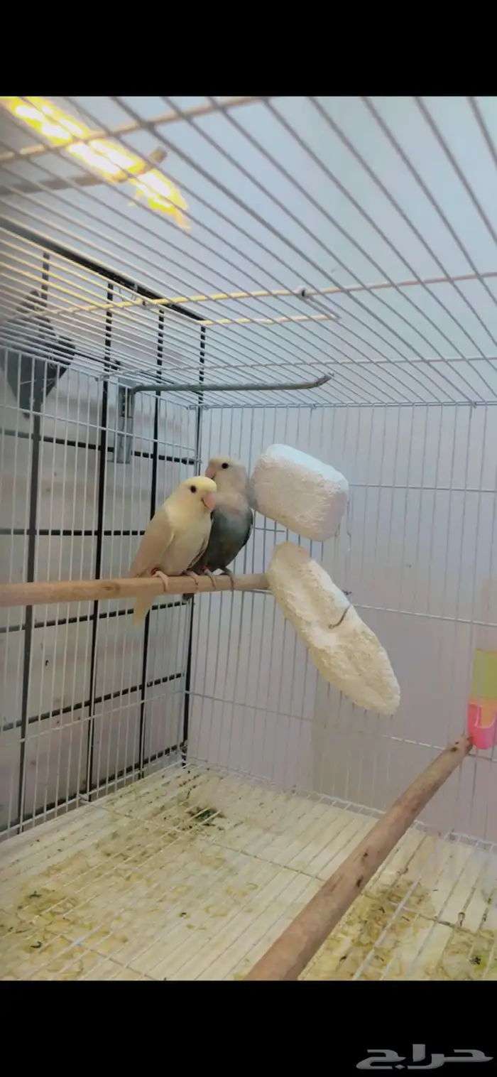 زوج روز برونز ابلاين تحته بيض مخصب 2