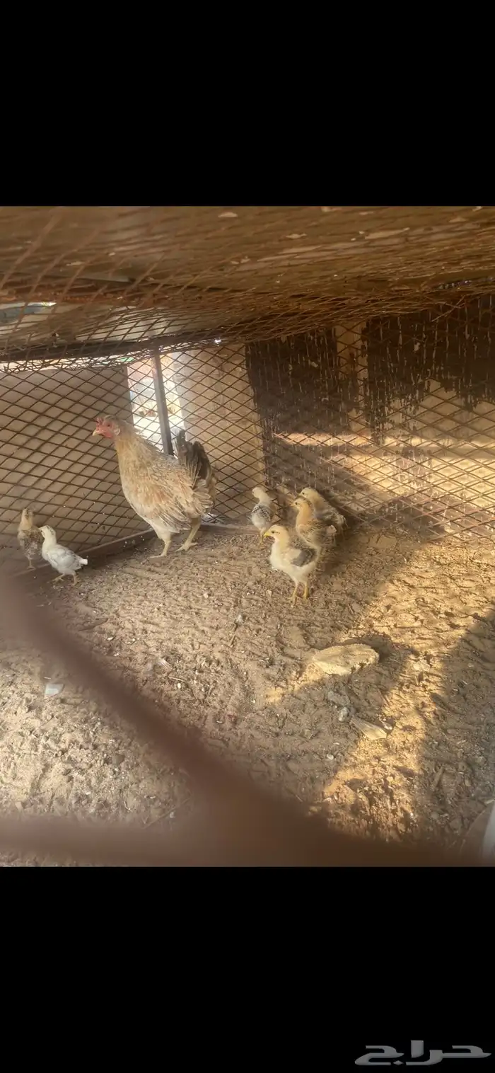 دجاجه بلديه مفرخه 1