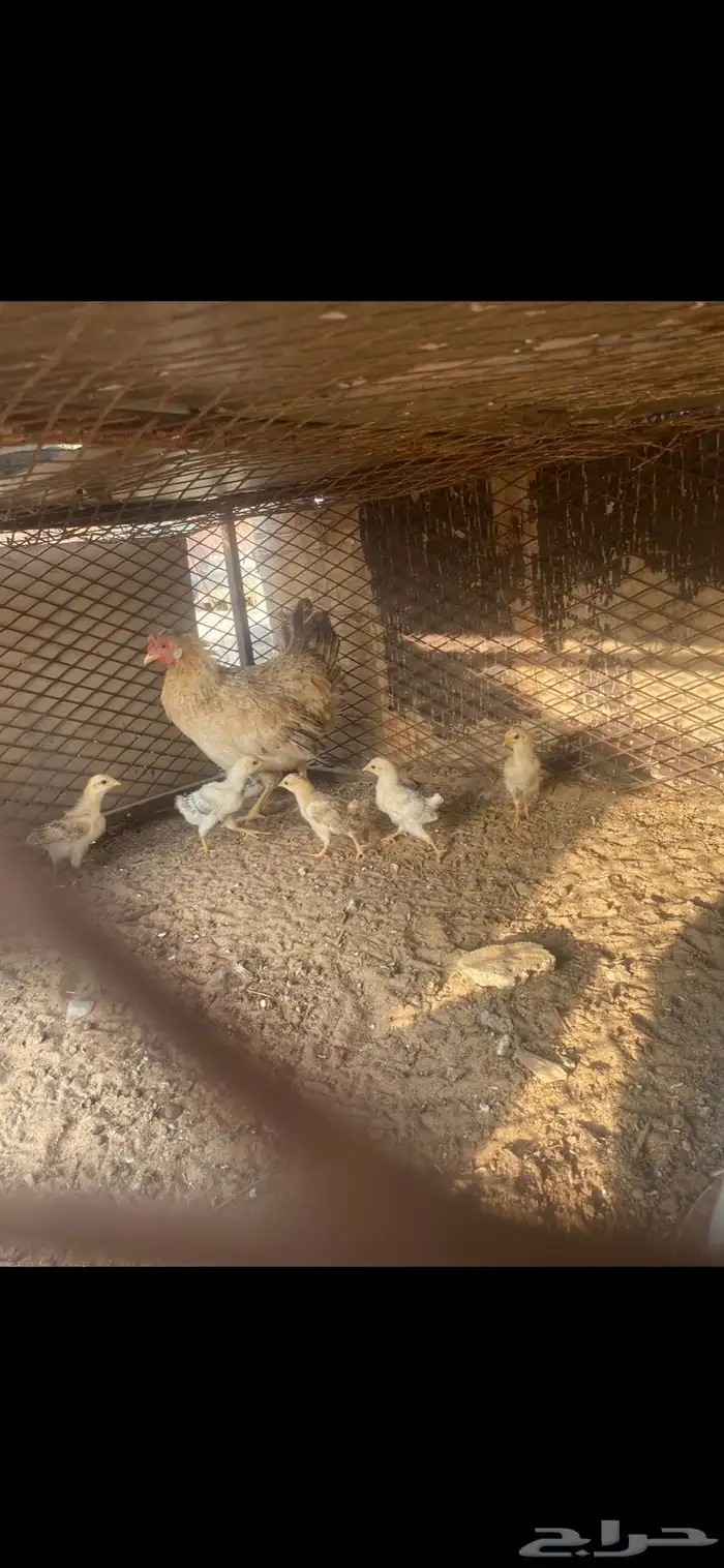 دجاجه بلديه مفرخه 2