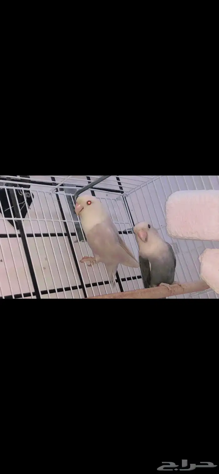 زوج روز برونز ابلاين تحته بيض مخصب 3