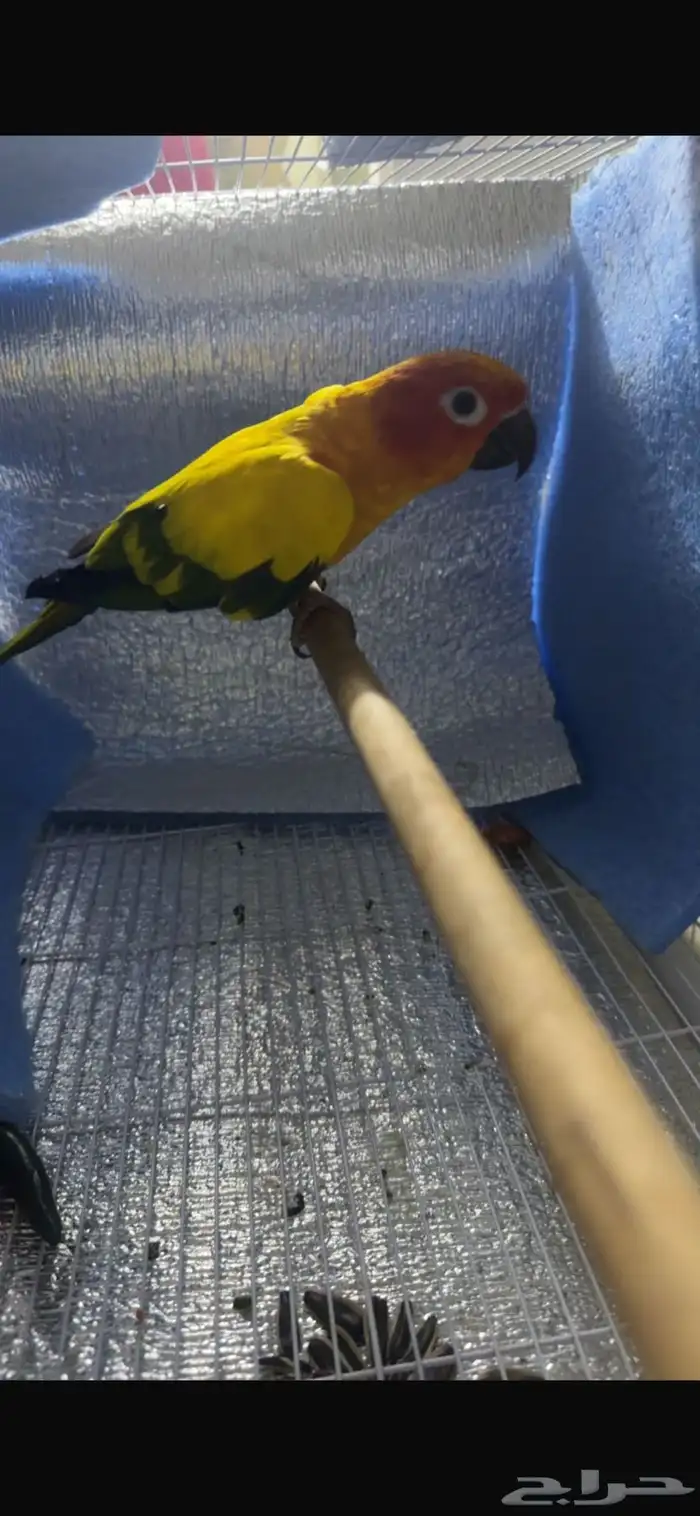 ببغاء كنيور مانجو 0