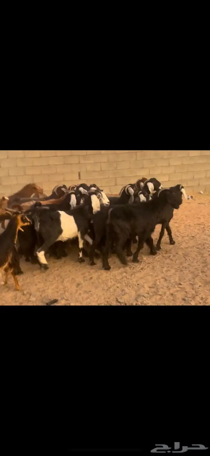 معزا دفيع كفو 0