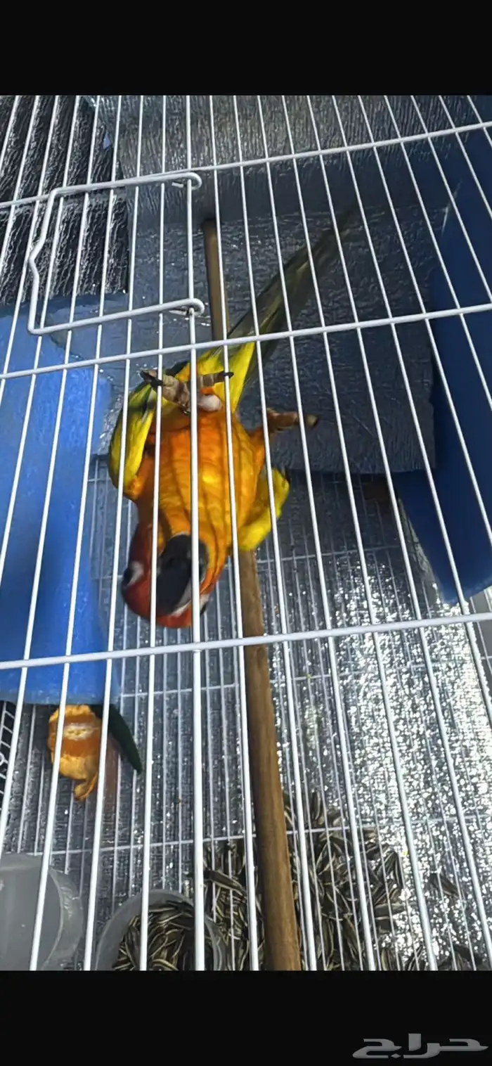 ببغاء كنيور مانجو 1