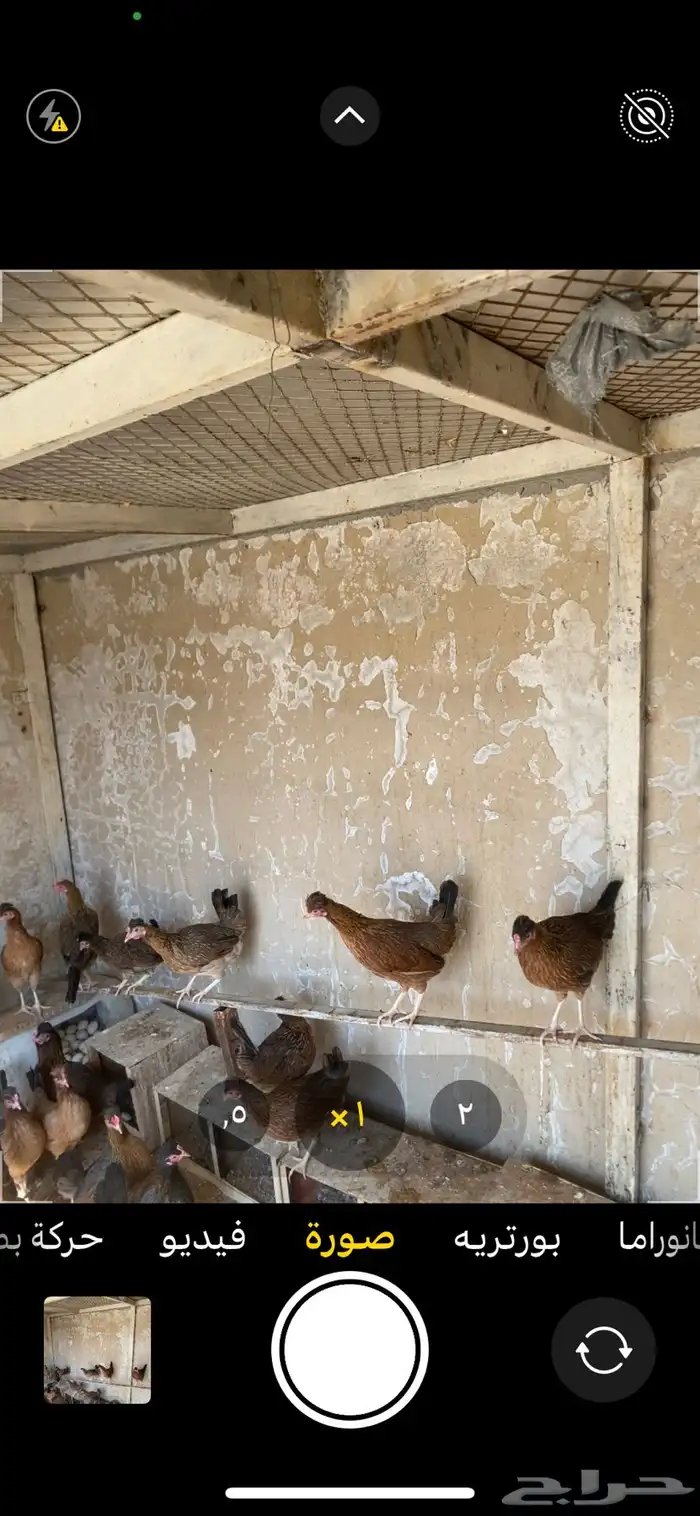 دجاج ترثه فاخره من حلال ابوفهد القحطاني وابوسا ر ه المزا 0