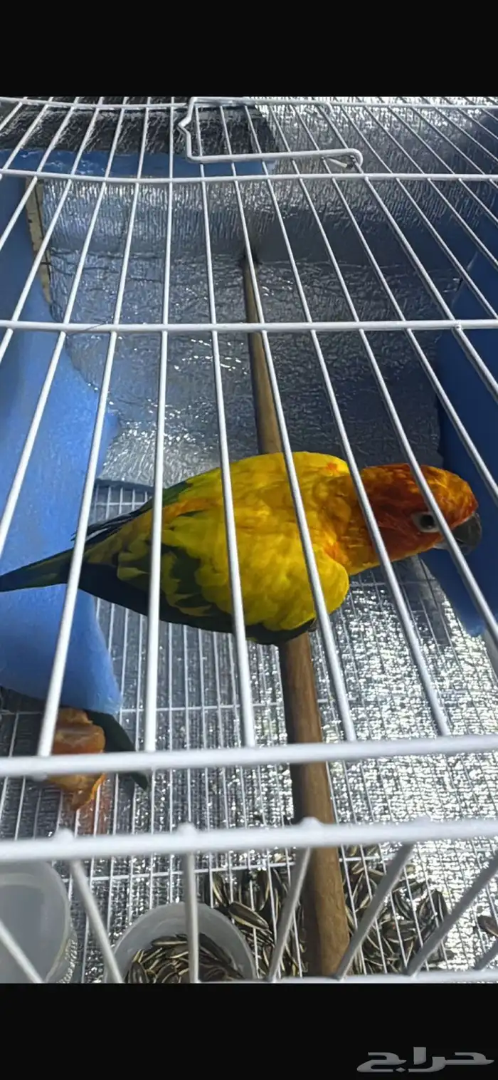 ببغاء كنيور مانجو 4