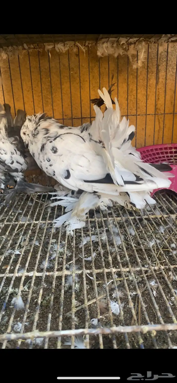 زوج رقاص هندي تايقر مستوى فوق التوب 1