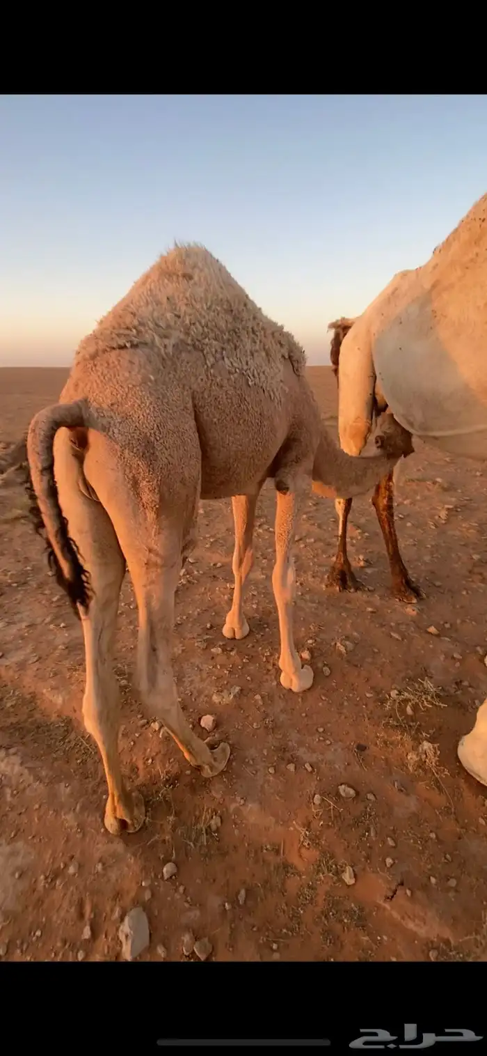 توريد حشو لبانيه 0