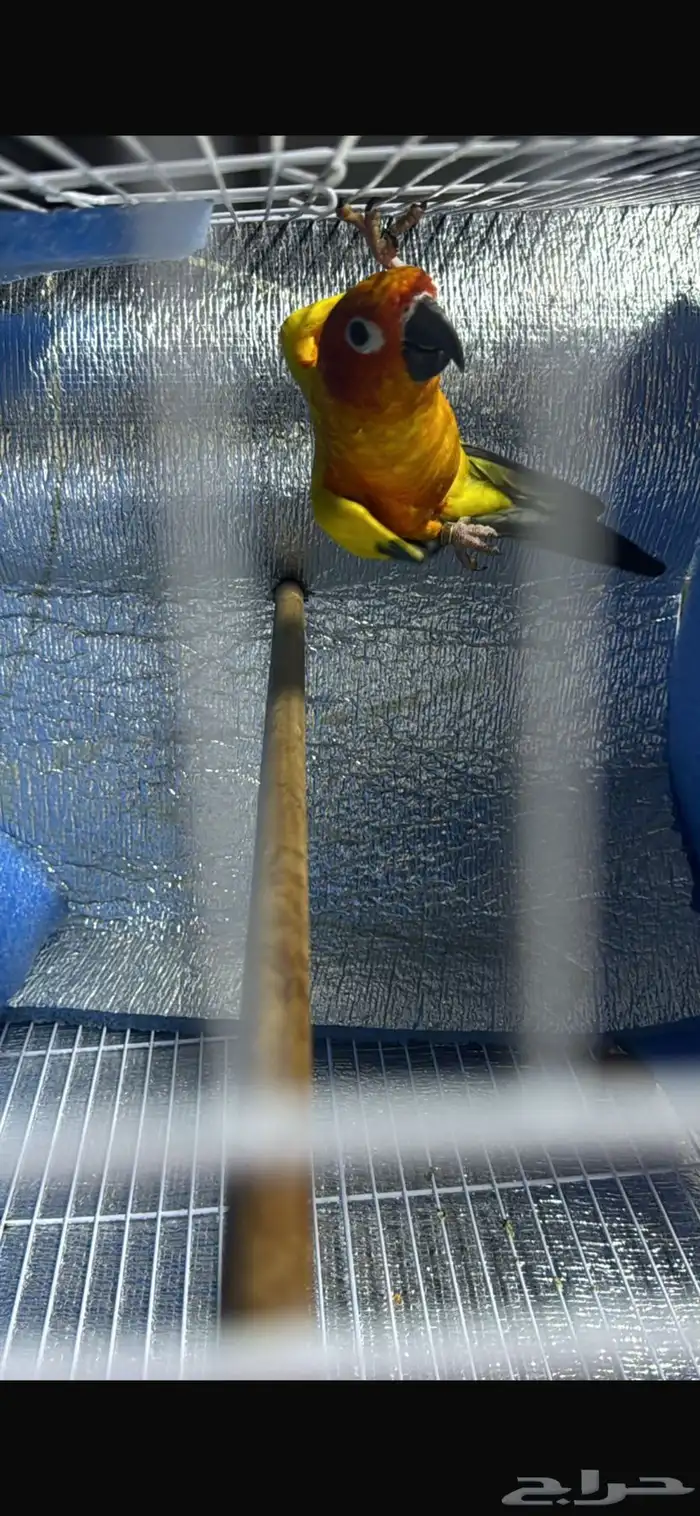 ببغاء كنيور مانجو 2