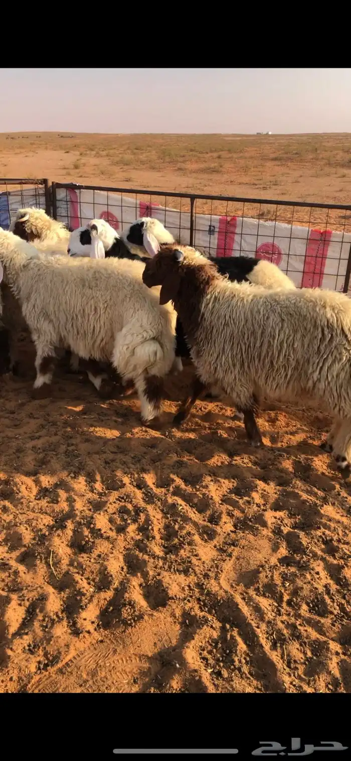 للبيع بهم خرفان جبر 2