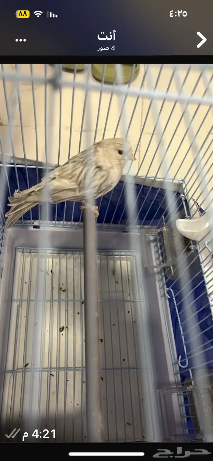 طيور كناري 3