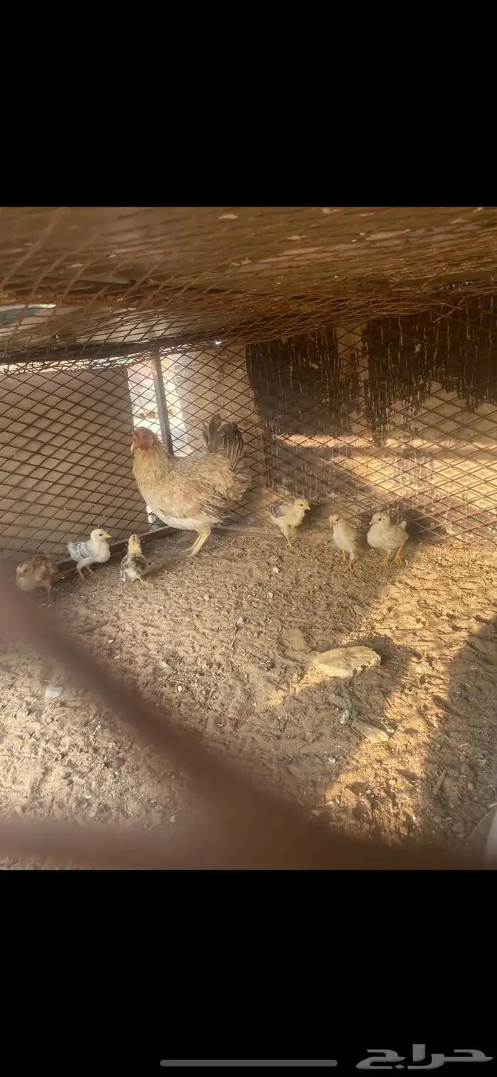 دجاجه بلديه مفرخه 3