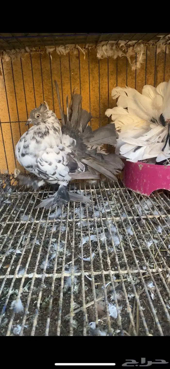 زوج رقاص هندي تايقر مستوى فوق التوب 0