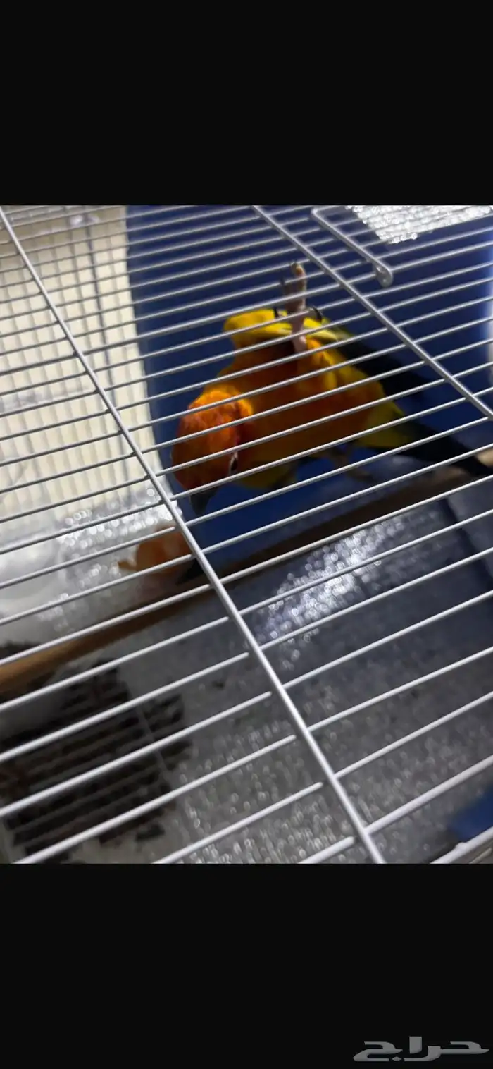 ببغاء كنيور مانجو 3