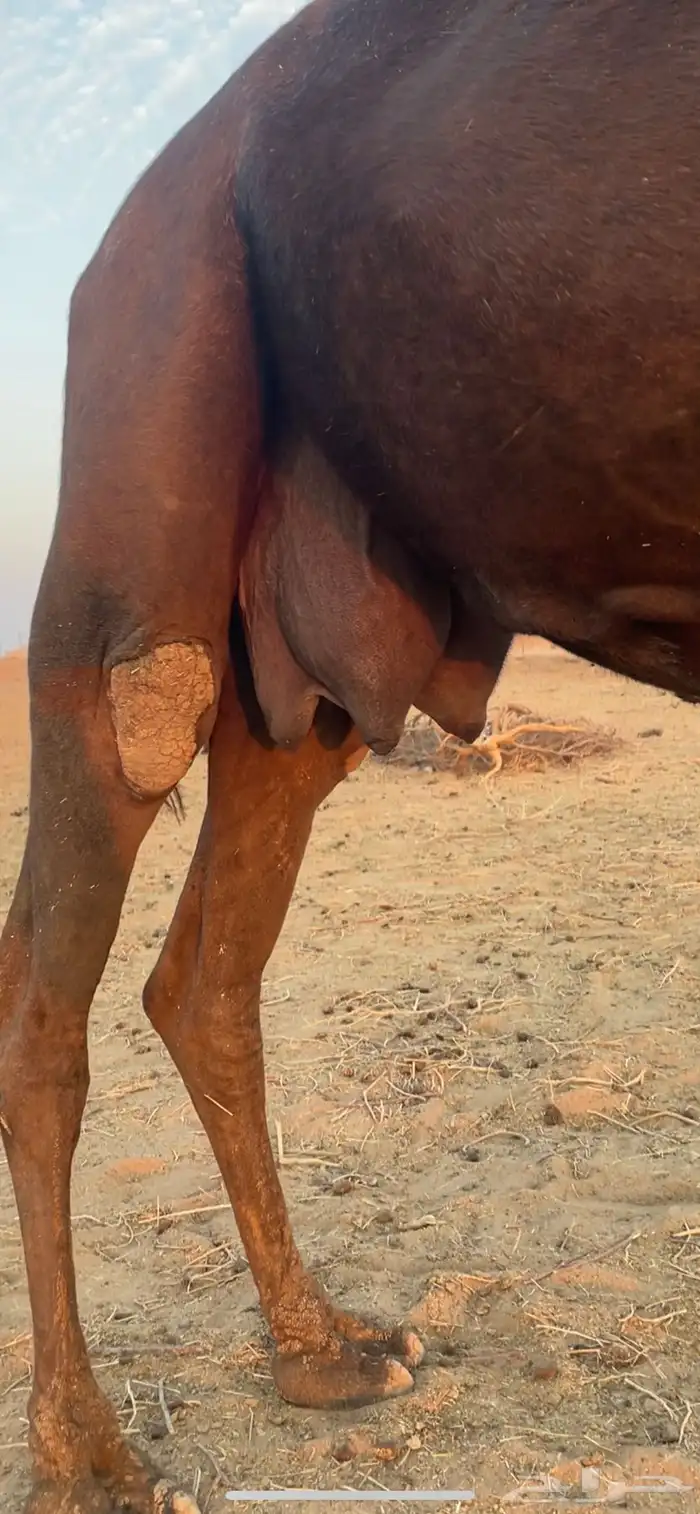 للبيع خلفه هديه   الخرج 1