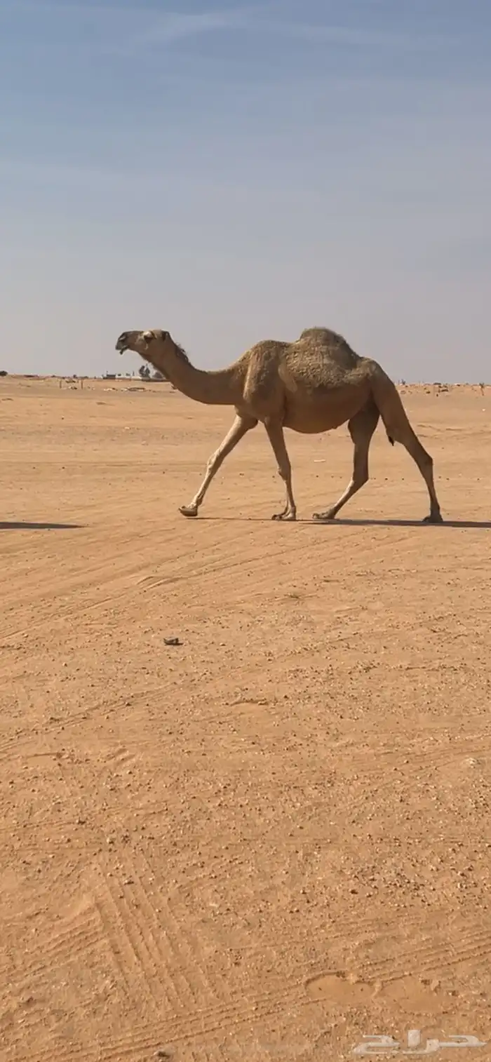 لقحه على الزاهي الباتلي 1