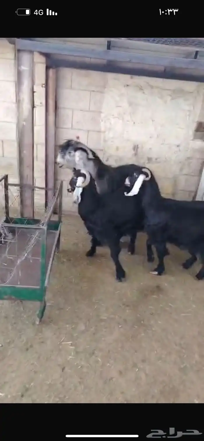 سوق غرب الرياض بن جربوع 1