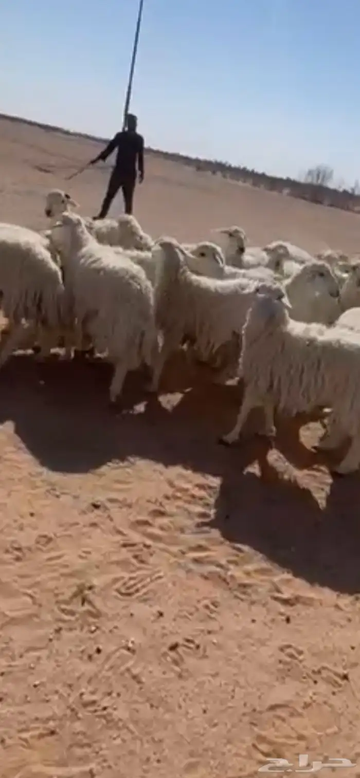 طليان حريات للبيع 4