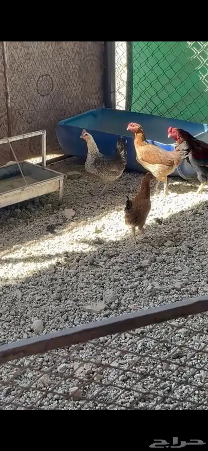 دجاج بلدي شرط 0