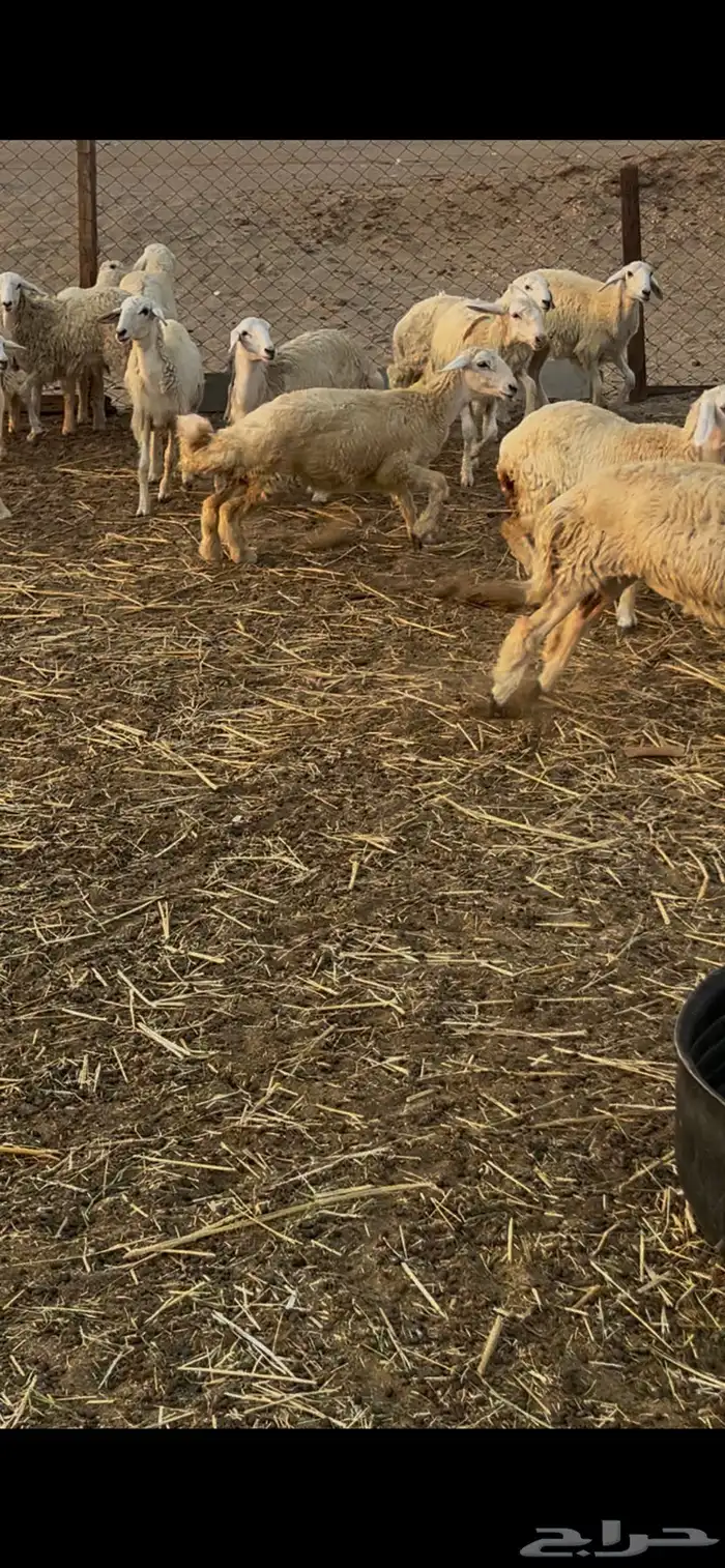 رخال طيبات بالحيل 4