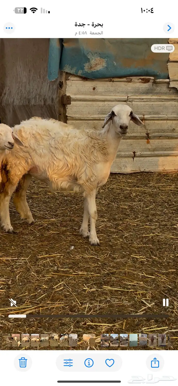 رخال طيبات بالحيل 6