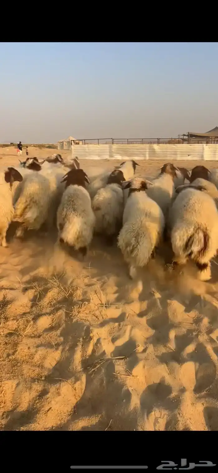 نعيمي بلدي فاخر 0