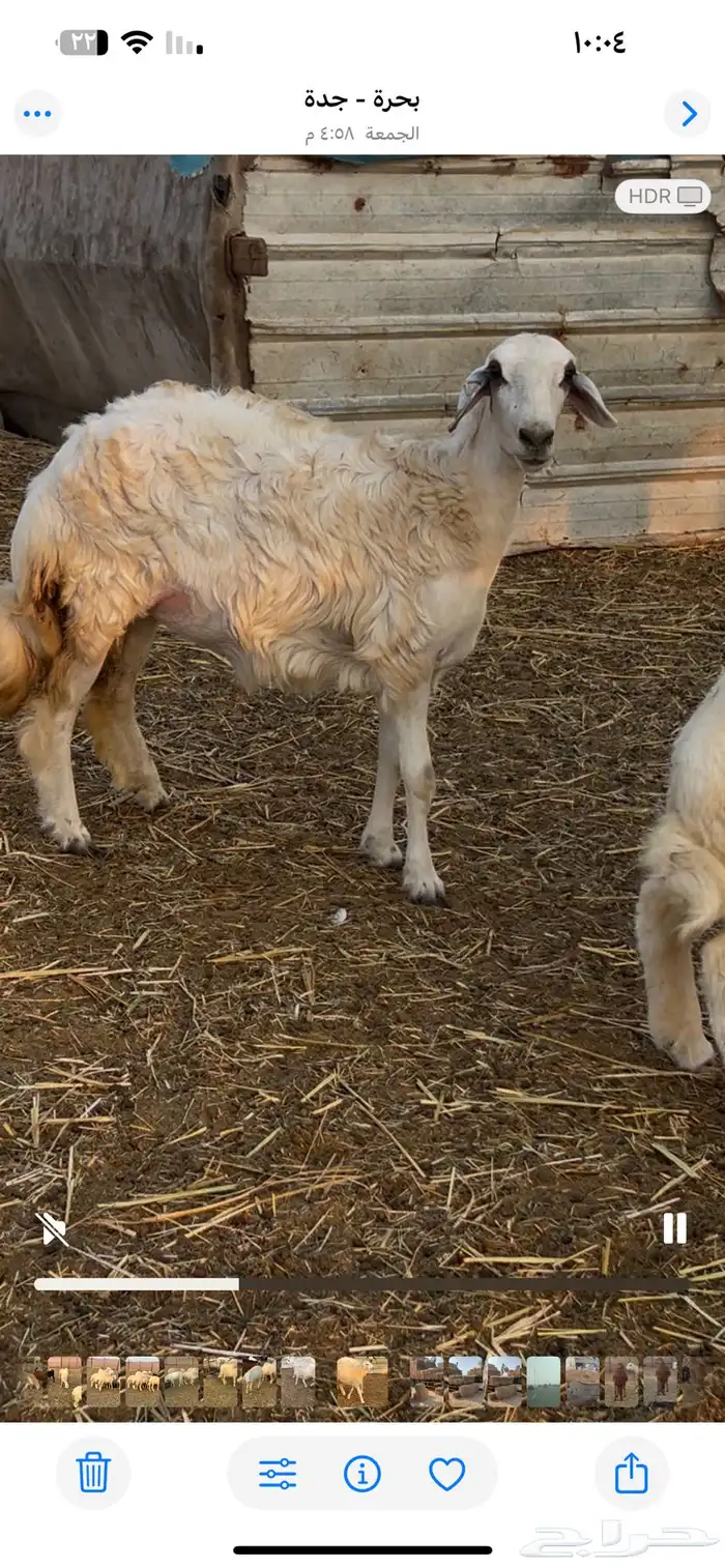 رخال طيبات بالحيل 3