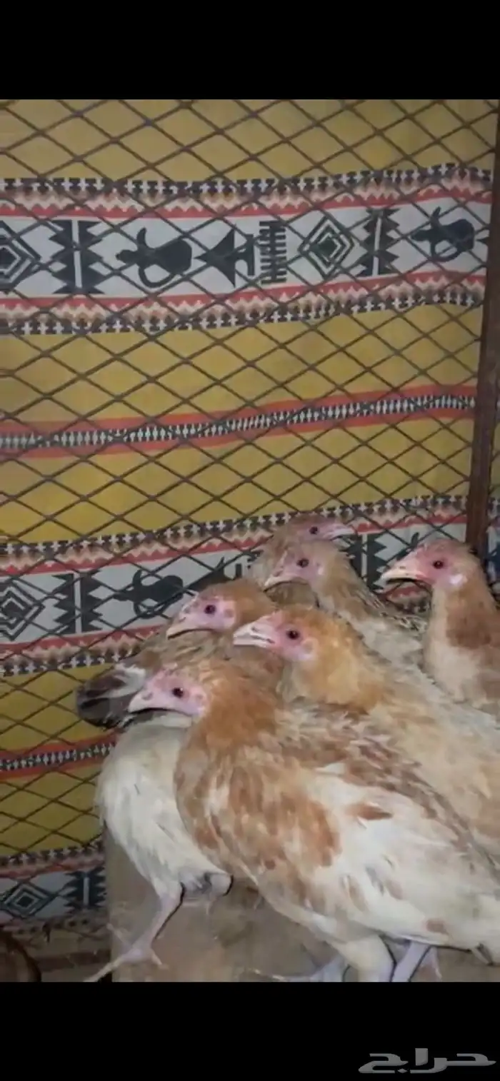 دجاج العدد 16 الصحه شرط العمر من 3شهور لا 4 0