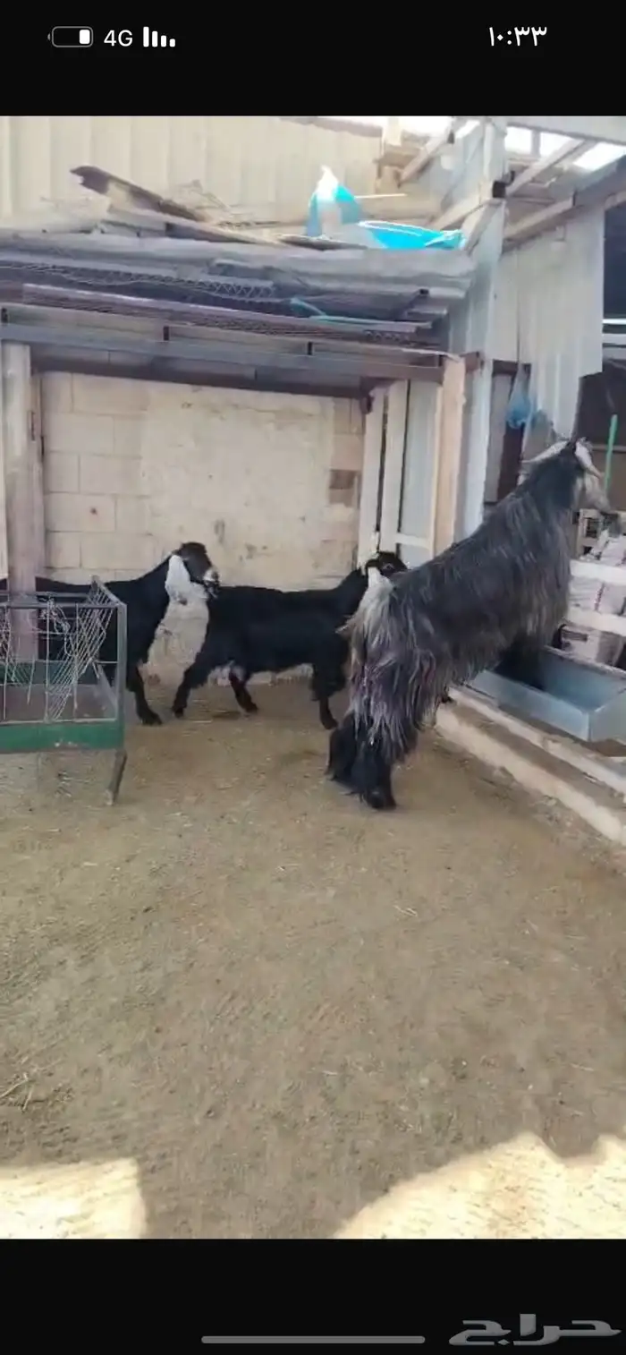 سوق غرب الرياض بن جربوع 0