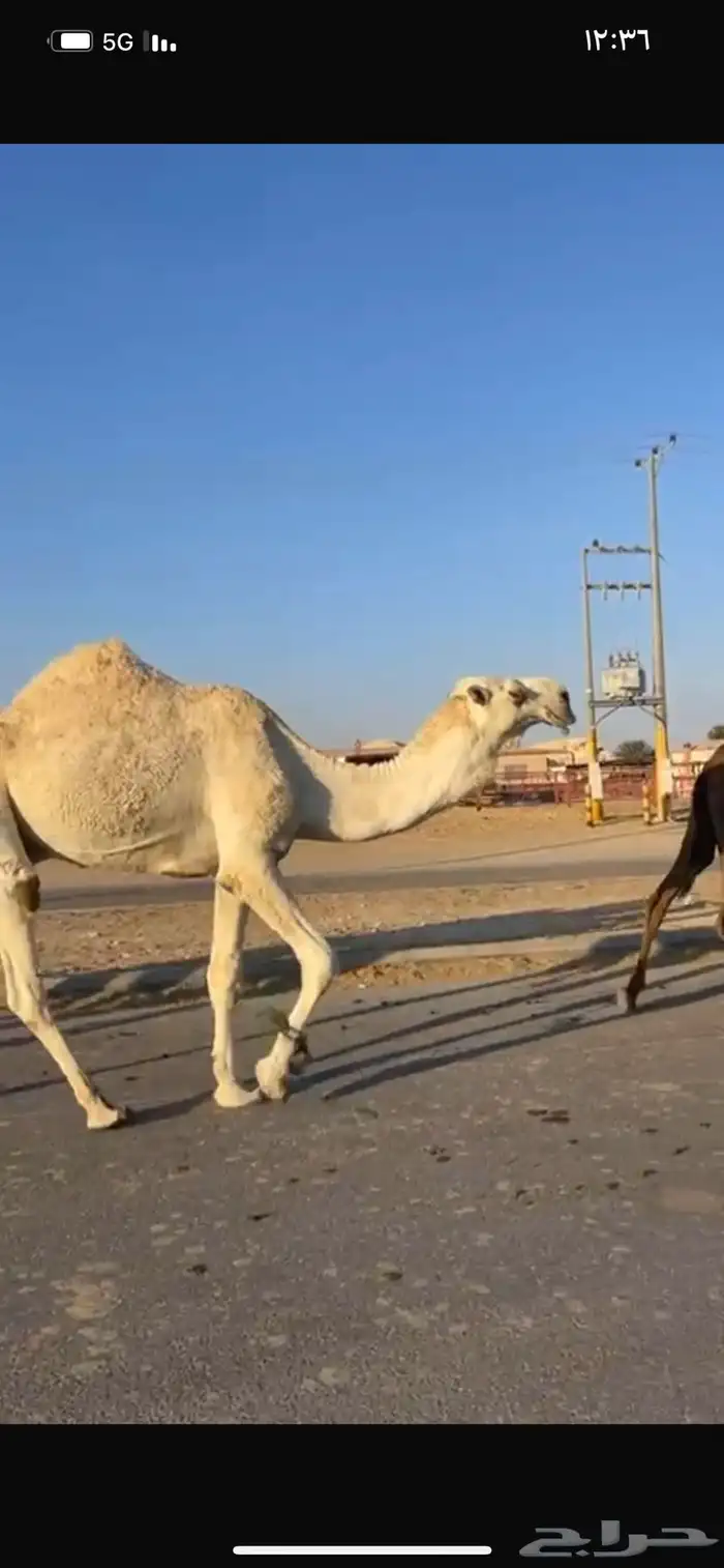 قعود رمانى 3