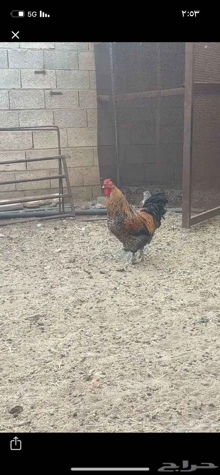 ديك وارانب للبيع 0