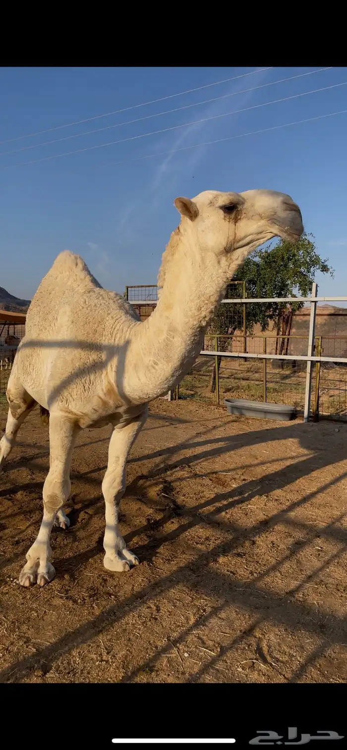 قعود اوضح عوني على بعير هزاع جزاء الرويس 0