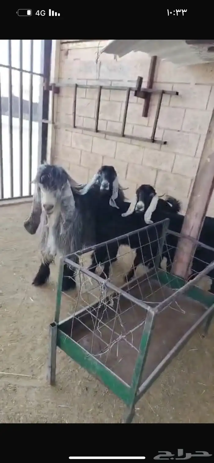 سوق غرب الرياض بن جربوع 2