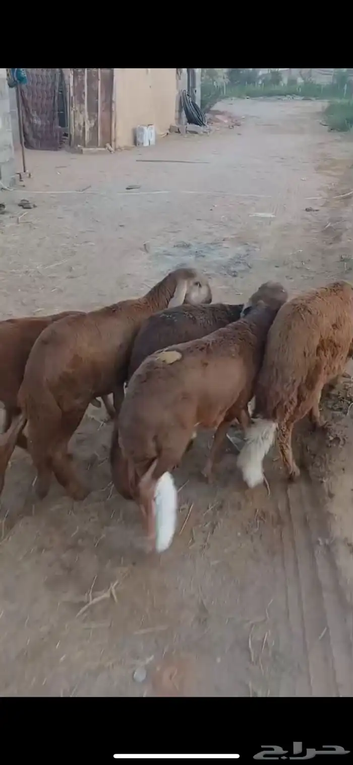 للبيع ذبايح طليان سواكن حمري فاخره 0