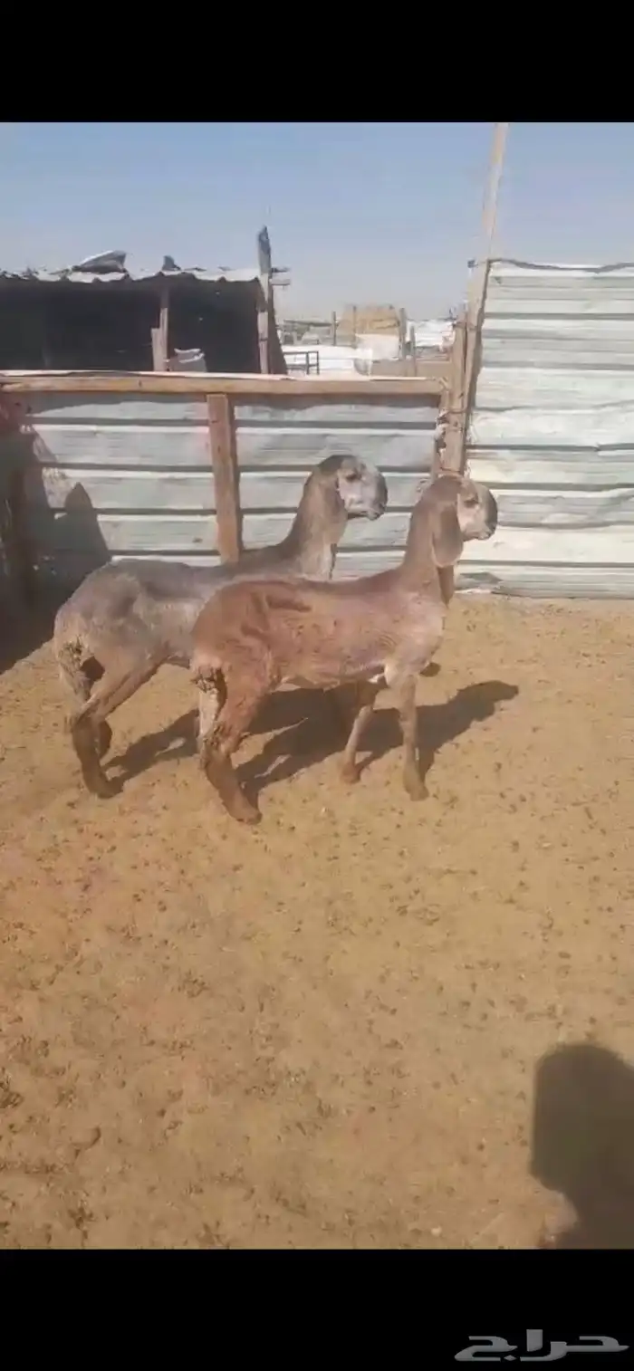 رخلتين سواكن تويمات 0