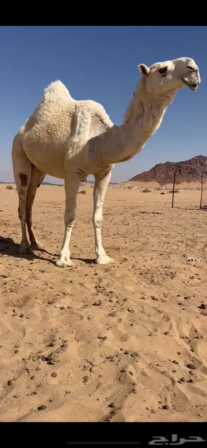 ثنيه ضروبه كفو 2